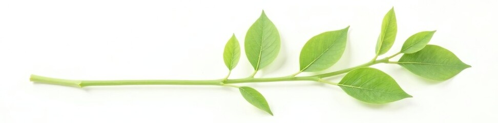Fototapeta premium Delicate green stem isolated on white background, nature, stem
