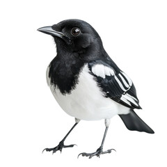 Fototapeta premium Wildlife Photography Oriental Magpie Robin on transparent Background.