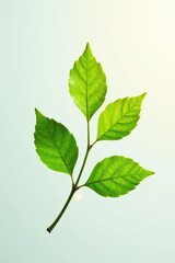 Fototapeta premium Single branch with soft light on white background, foliage, soft light, leafy