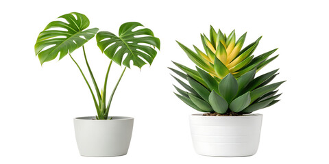 Obraz premium Houseplants on White, Indoor Greenery, Beautiful Houseplants for Home Decor, Cut Out