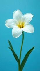Fototapeta premium Isolated white flower against blue background, botanical, garden, floral arrangement