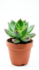 Fototapeta premium Small succulent plant isolated on white background, greenery, nature, succulent