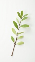 Obraz premium Small willow branch with delicate leaves on white background, minimalist, simple, willow branch