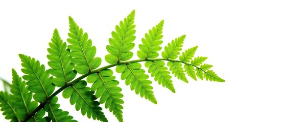 Fototapeta premium Fern frond isolated on white background, with intricate details, forest, isolation