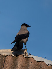 Crow Perched On a Roof Against a Clear Blue Sky Background