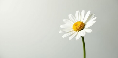Obraz premium Single daisy isolated against white background, white, daisy, bright