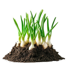 Fototapeta premium Fresh Onions Sprouting in Soil on transparent Background.