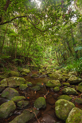 Paradiesischer subtropischer Regenwald. Brindle Creek im Border Ranges Nationalpark in New South Wales, Australien. Byron Hinterland.