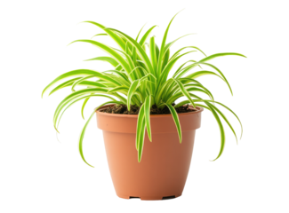 Indoor Spider Plant in Terracotta Pot, Isolated