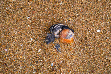 Dead baby sea turtle on sandy beach sit in egg, partially buried in sand and surrounded by small pebbles