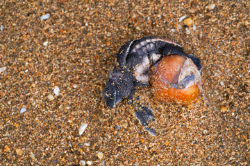 Dead baby sea turtle on sandy beach sit in egg, partially buried in sand and surrounded by small pebbles