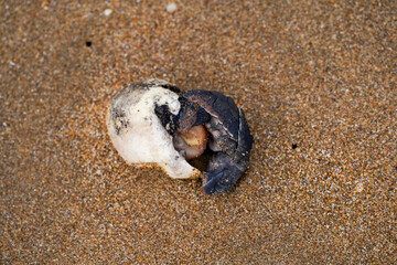 Dead baby sea turtle on sandy beach sit in egg, partially buried in sand and surrounded by small...