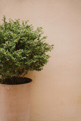 Potted Plant Against Simple Wall