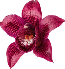High-resolution image of a dark purple Cymbidium orchid. Five textured petals with fine speckles. Intricate lip with white and red patterns. No background, fully isolated PNG for seamless integration.