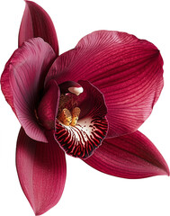 orchid, also known as Phalaenopsis or Cymbidium. Five soft petals with detailed veins and a patterned lip. A symbol of beauty, elegance, and luxury. Isolated PNG.