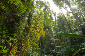 Moos behangene Bäume im Paradiesischen subtropischen Regenwald. Brindle Creek im Border Ranges Nationalpark in New South Wales, Australien.