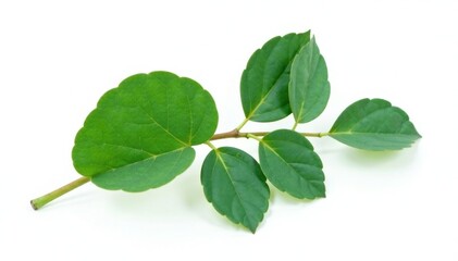 Obraz premium Single eucalyptus leaf isolated on white background, leaf, eucalyptus