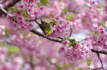 河津桜とメジロ５