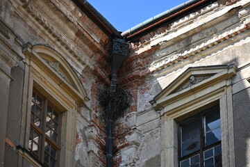 gniazdo ptaków za rynna na budynku © Miroslaw