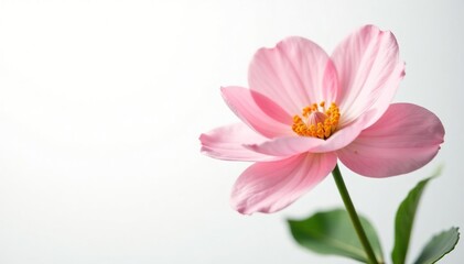 Fototapeta premium Isolated, delicate flower petals with soft colors on white background, bloom, floral, greenery