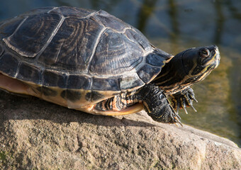 Nahaufnahme einer Wasserschildkröte