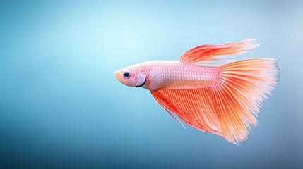 Fototapeta premium Stunning betta fish showcasing vibrant hues against a dark background in a captivating aquarium setting