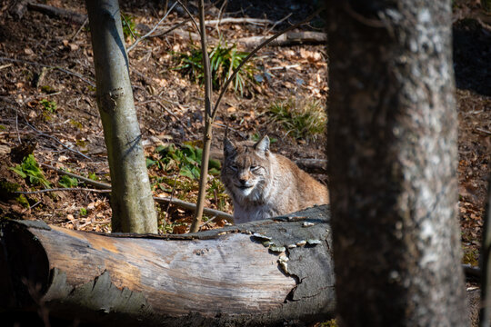 Luchs im Nationalpark Harz