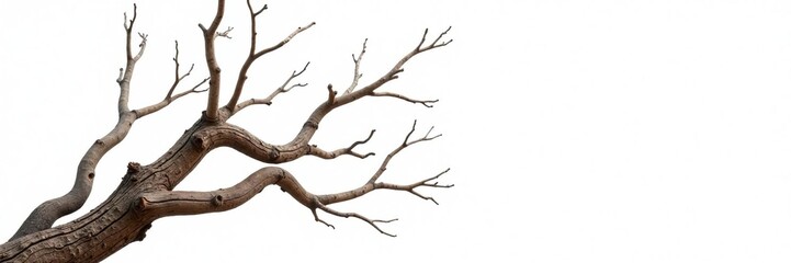 Twisted and gnarled branch formations against a bright white backdrop, minimalist, wood