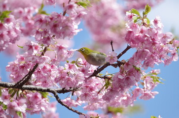 河津桜とメジロ１