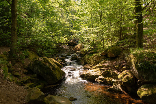 Summer in german national park