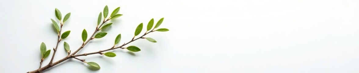 Isolated willow branches against white canvas with subtle texture, simplicity, minimalist