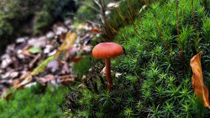 Mushroom, Pilz