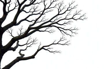 Obraz premium Twisted branches in isolation on white background, bare branches, forest