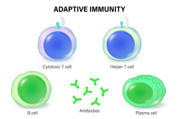 Adaptive immunity. The Immune System. Immune response. Cytotoxic T cell, Helper T cell, B cell, antibodies and plasma cell.