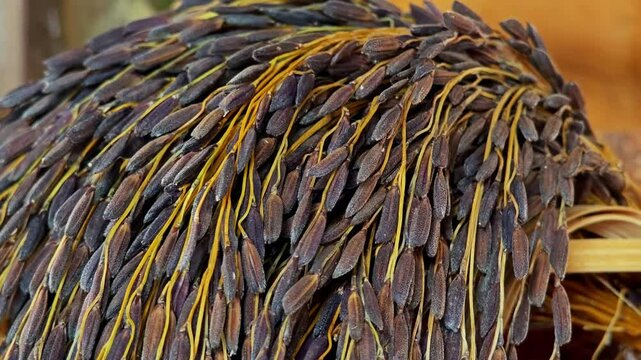 Riceberry is a purple whole grain rice variety that originated in Thailand.