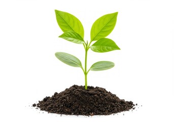 Green plant in dark soil.