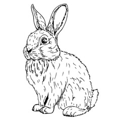 illustration of engraving rabbit on white background. Rabbit, hare sketch. Forest animal hare or rabbit hand drawing sketch