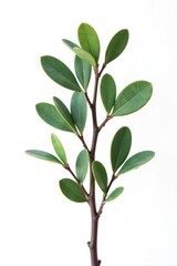 Naklejka premium Single eucalyptus branch against a white background isolated, eucalyptus, solitude