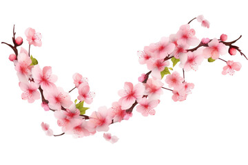 Cherry blossom flower branch  on transparent background
