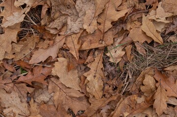 Close-up of dry oak leaves on the forest floor creating a textured autumn background with warm earthy tones