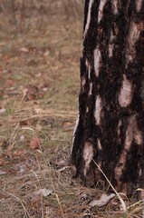 Close-up of a textured tree trunk with rugged bark in a dry forest setting covered in grass and fallen leaves