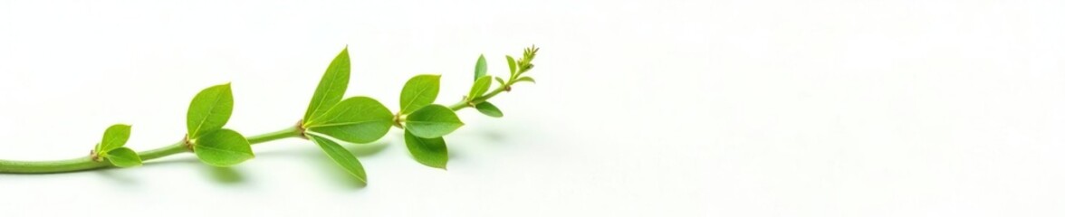 Fototapeta premium delicate green stem isolated on white background, foliage, nature