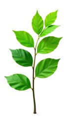 Fototapeta premium Single branch with leaves isolated on white background, nature, green
