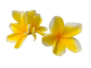 Beautiful arrangement of multiple yellow frangipani flowers with soft petals isolated on transparent background. PNG transparency