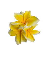 Obraz premium Cluster of yellow frangipani flowers in arrangement isolated on transparent background. PNG transparency