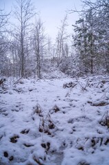 Snow-covered winter forest with bare trees and evergreen branches creating a peaceful and frosty natural scene