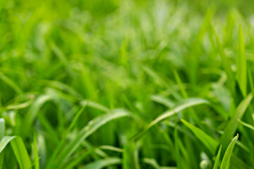 Natural blurred background of vibrant green grass in daylight, showcasing freshness and organic beauty. Concept nature, growth and springtime, natural greenery and serenity. Selective focus, defocus