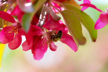 Spring. Striped bee hanging on a pink flower, pollinating it. Apple trees in bloom. Defocus, selective focus, blur