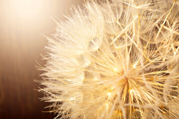 Ball of dry dandelion with seeds on brown wooden background in sunlight. The concept of life and old age
