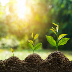 Growing Plants with Sunlight – Concept of Growth and Sustainability Generated Image